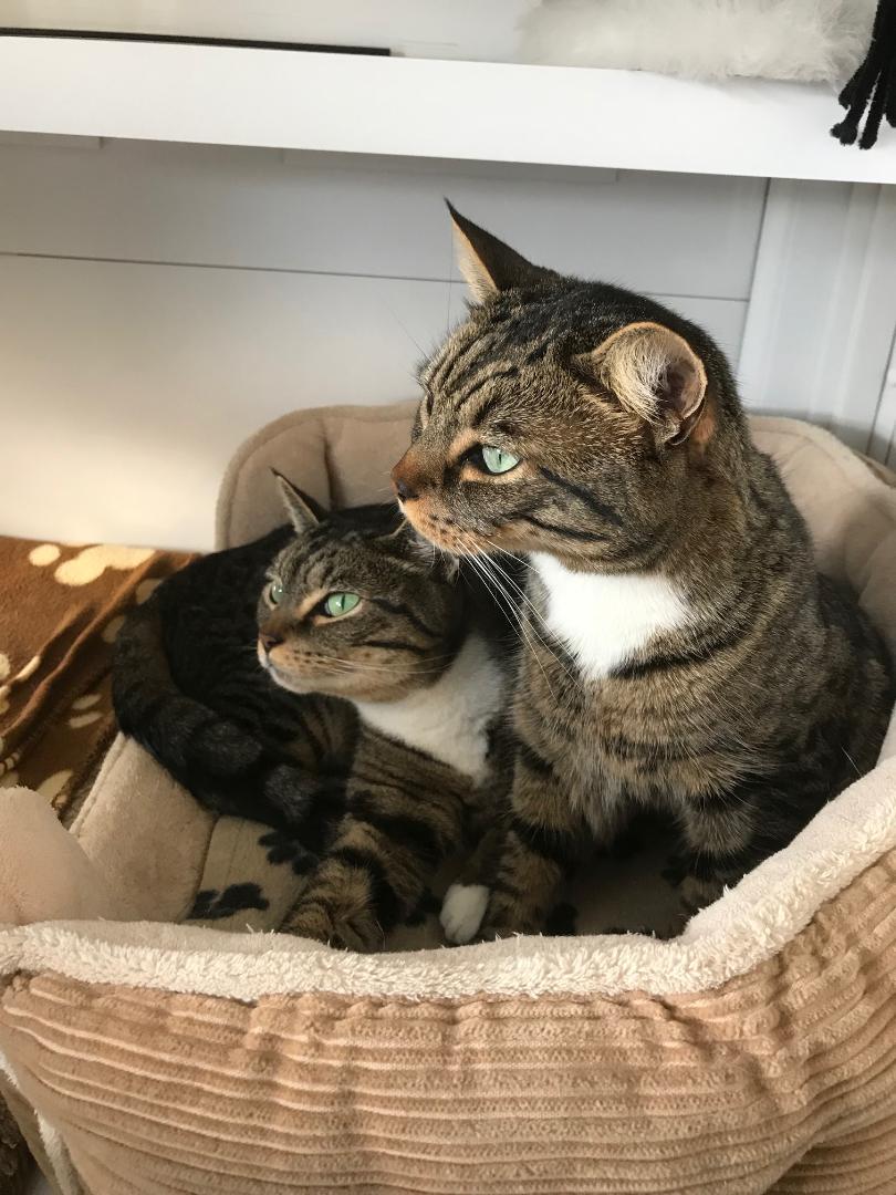 Gatehouse luxury Boarding Cattery Bournemouth Poole Ferndown Ringwood